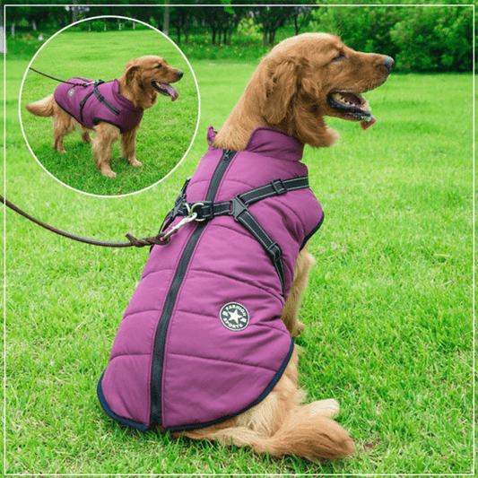 Veste Imperméable pour Chien